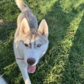 Husky Sibérien disponible en Loire-Atlantique