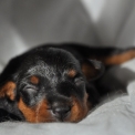 Adoption chiot Pinscher Nain au prix de 1500 €
