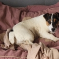 Jack Russell disponible dans l'Aisne