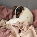 Jack Russell disponible dans l'Aisne