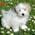 Chiot Coton de Tulear sans pedigree – prix 500 €.
