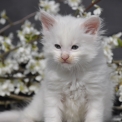 Acheter Maine Coon bébé pour 1600 €