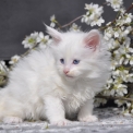 Chat Maine Coon proposé par l’élevage Canicat.