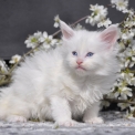 Chaton Maine Coon de race  en région Île-de-France.