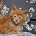 Chaton Maine Coon de race  en région Île-de-France.