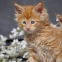 Chaton Maine Coon de race – prix 1600 €.