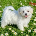 Chiot Coton de Tulear sans pedigree  en région Occitanie.