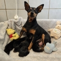 Adoption chiot Pinscher Nain au prix de 1800 €