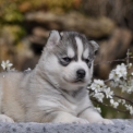Husky Sibérien disponible dans les Yvelines