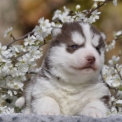 Chiot Husky Sibérien de race  en région Île-de-France.