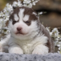 Chien Husky Sibérien proposé par l’élevage Canicat.