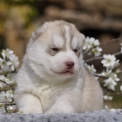 Chiot Husky Sibérien de race en région Île-de-France.