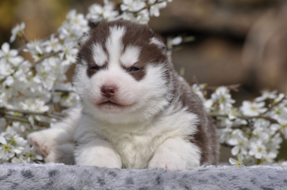 Petit mâle Husky Sibérien né le 03/03/2026 est proposé – vendu 1800 €.