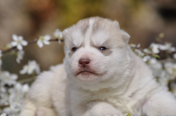 Petit mâle Husky Sibérien né le 03/03/2026 est proposé – vendu 1500 €.