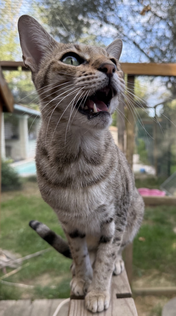 Petite femelle  née le 08/03/2026 est proposée – vendue 1850 €.