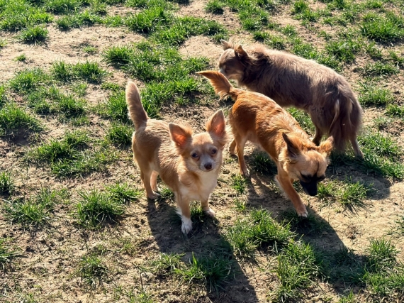 Petit mâle  né le 16/03/2026 est proposé – vendu 1150 €.