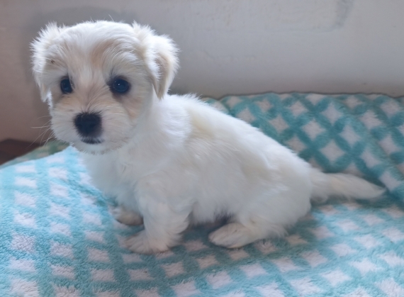 Petit mâle Coton de Tulear né le 20/02/2026 est proposé – vendu 1200 €.