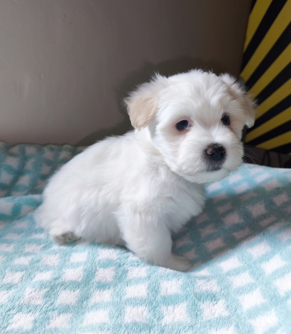 Petit mâle Coton de Tulear né le 20/02/2026 est proposé – vendu 1250 €.