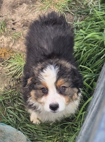 Petite femelle Berger australien d'Amérique née le 24/01/2026 est proposée – vendue 1300 €.