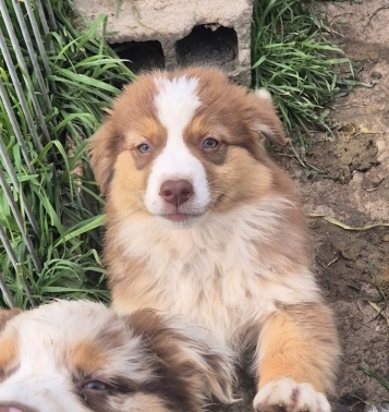 Petite femelle Berger australien d'Amérique née le 24/01/2026 est proposée – vendue 1300 €.