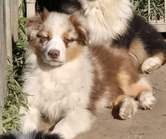 Petit mâle Berger australien d'Amérique né le 24/01/2026 est proposé – vendu 1500 €.