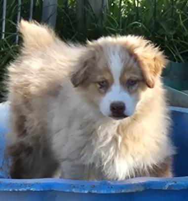 Petite femelle Berger australien d'Amérique née le 24/01/2026 est proposée – vendue 1500 €.