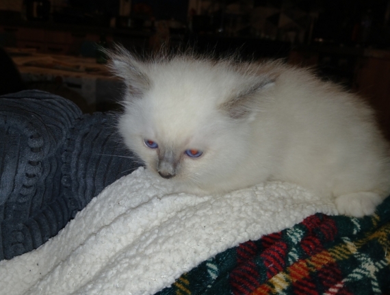 Petite femelle Birman née le 23/02/2026 est proposée – vendue 1200 €.