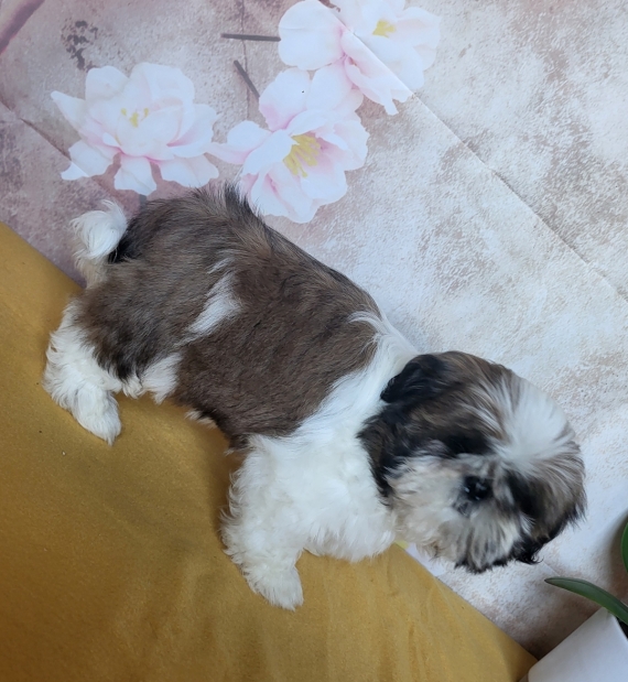 Petit m�le Shih Tzu n� le 03/01/2026 est propos� � vendu 1460 �.