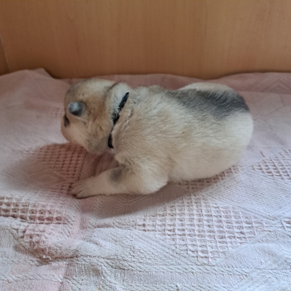 Petit mâle Husky Sibérien né le 30/03/2026 est proposé – vendu 950 €.