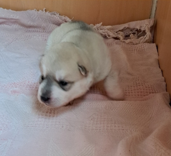 Petit mâle Husky Sibérien né le 30/03/2026 est proposé – vendu 950 €.