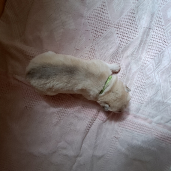 Petit mâle Husky Sibérien né le 30/03/2026 est proposé – vendu 1000 €.