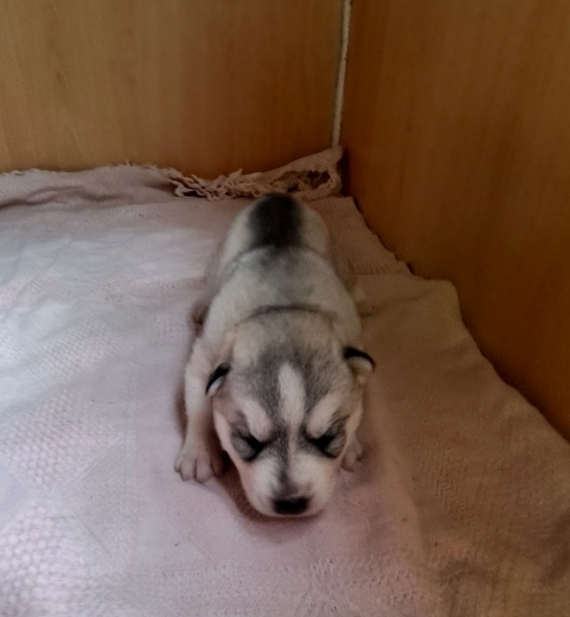 Petite femelle Husky Sibérien née le 30/03/2026 est proposée – vendue 850 €.