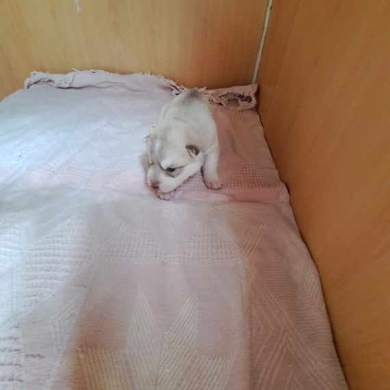Petite femelle Husky Sibérien née le 30/03/2026 est proposée – vendue 950 €.
