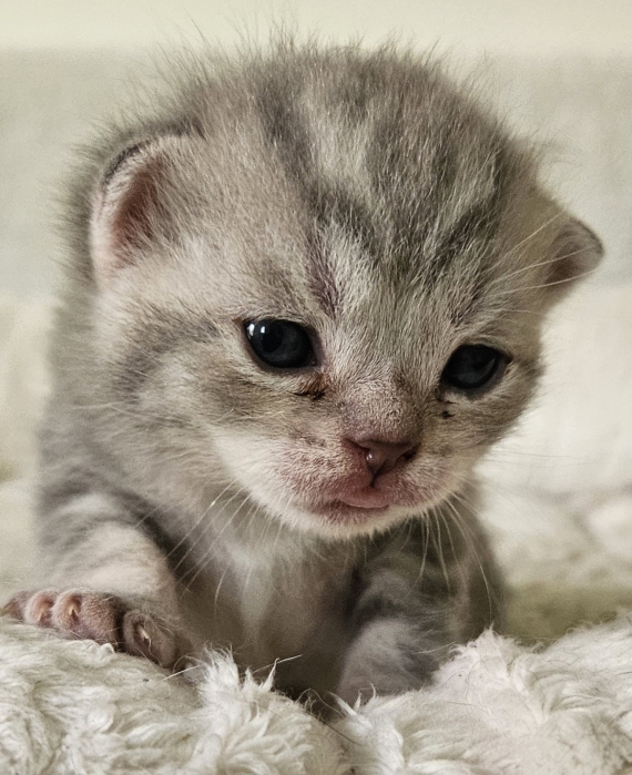 Petit mâle British Shorthair né le 04/04/2026 est proposé – vendu 1500 €.