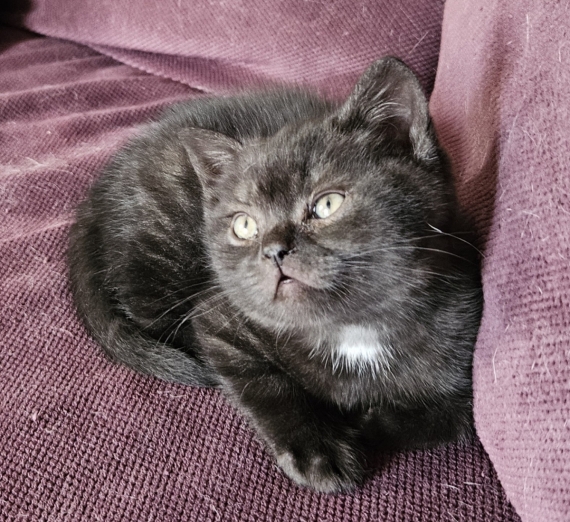 Petit mâle British Shorthair né le 01/03/2026 est proposé – vendu 1000 €.