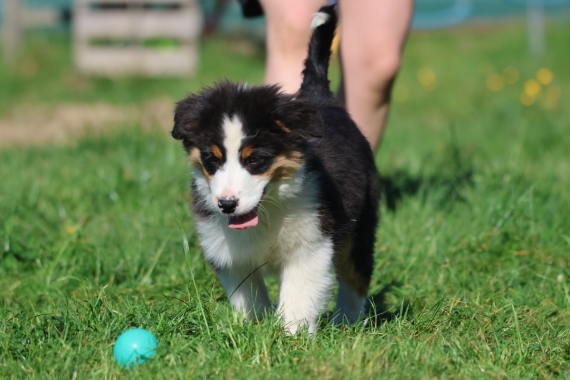 Petite femelle Berger australien d'Amérique née le 01/01/2026 est proposée – vendue 1200 €.