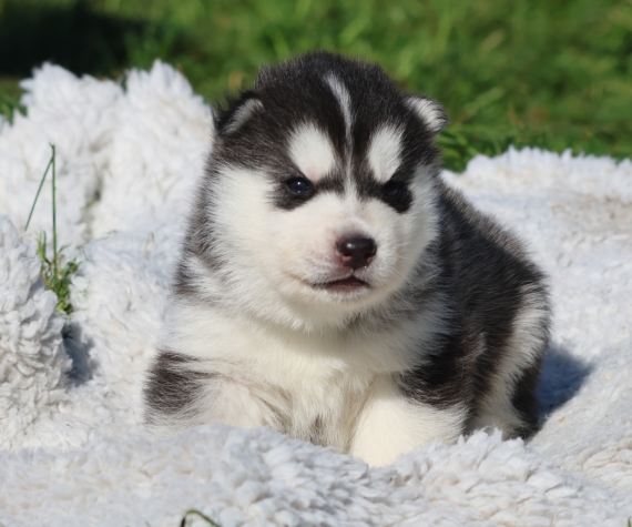 Petit mâle Husky Sibérien né le 18/03/2026 est proposé – vendu 1300 €.