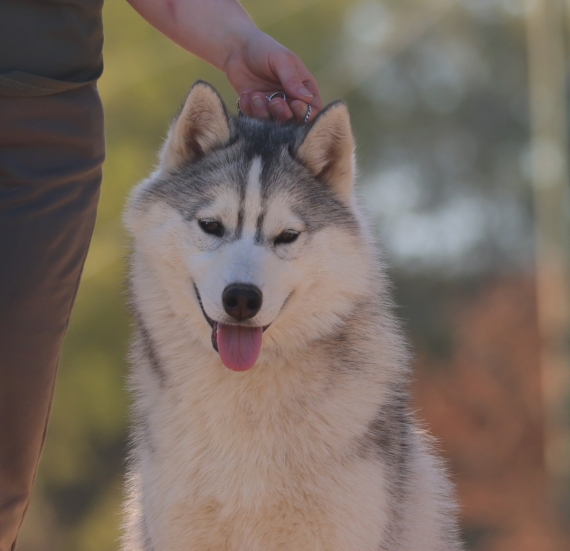 Petit mâle Husky Sibérien né le 29/09/2025 est proposé – vendu 950 €.