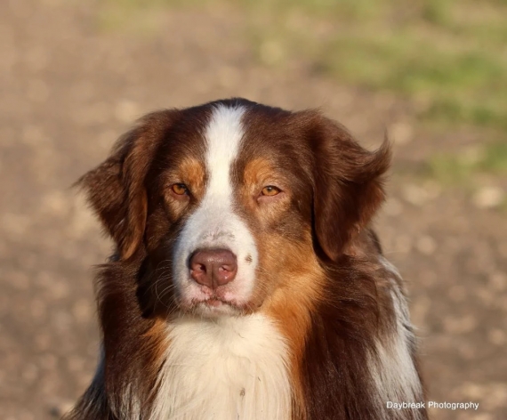 Petite femelle  née le 01/01/2026 est proposée – vendue 1200 €.
