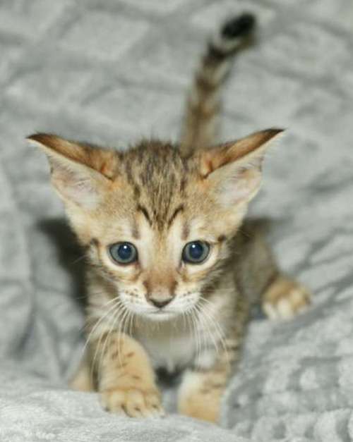 Petite femelle Savannah n�e le 08/03/2026 est propos�e � vendue 1850 �.