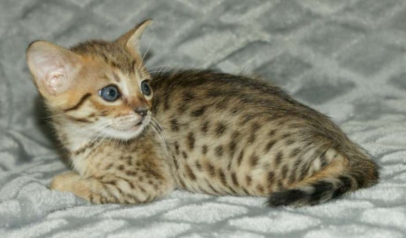 Petit m�le Savannah n� le 08/03/2026 est propos� � vendu 1850 �.