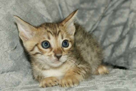 Petit m�le Savannah n� le 08/03/2026 est propos� � vendu 1850 �.