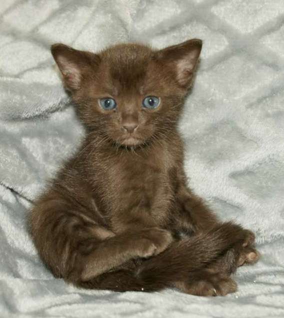 Petite femelle Savannah née le 17/03/2026 est proposée – vendue 1500 €.