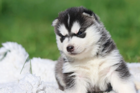 Petit mâle Husky Sibérien né le 18/03/2026 est proposé – vendu 1300 €.