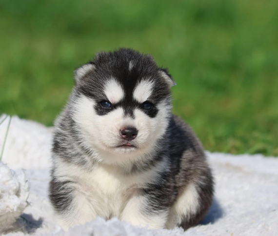 Petit mâle Husky Sibérien né le 18/03/2026 est proposé – vendu 1300 €.
