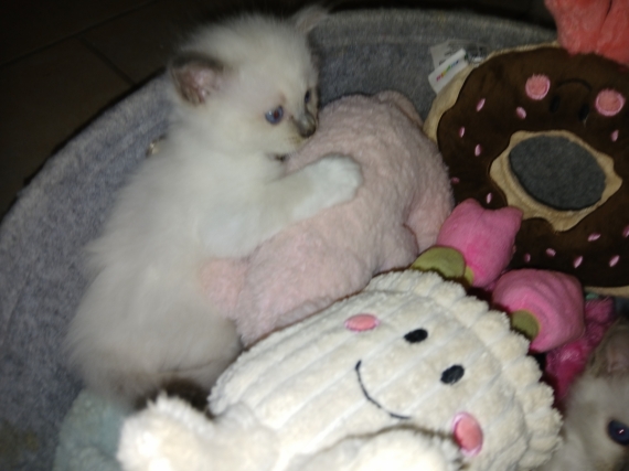 Petit mâle Birman né le 23/02/2026 est proposé – vendu 1000 €.