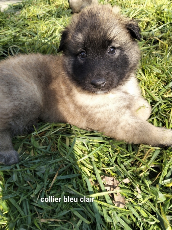 Petit mâle Berger Belge Tervueren né le 15/02/2026 est proposé – vendu 1200 €.