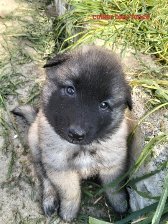 Petit mâle Berger Belge Tervueren né le 15/02/2026 est proposé – vendu 1200 €.