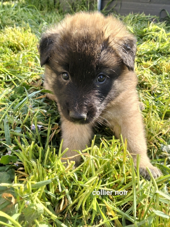 Petite femelle Berger Belge Tervueren née le 15/02/2026 est proposée – vendue 1200 €.