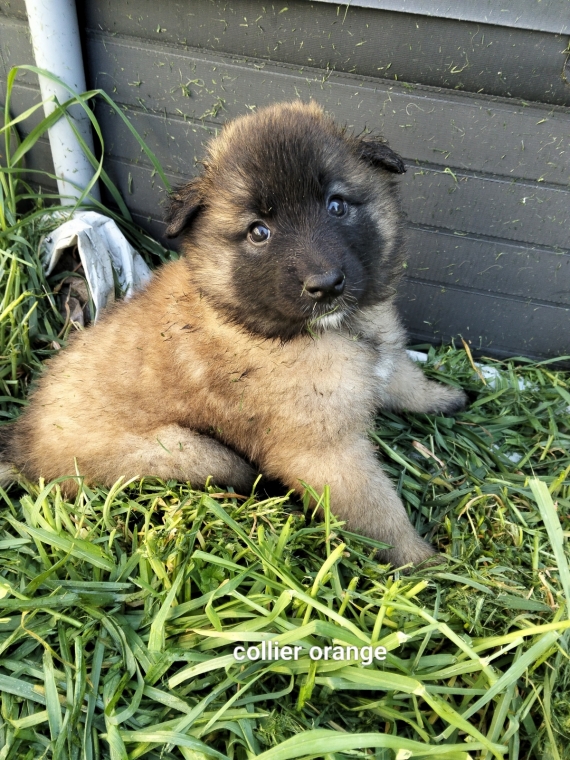 Petite femelle Berger Belge Tervueren née le 15/02/2026 est proposée – vendue 1200 €.